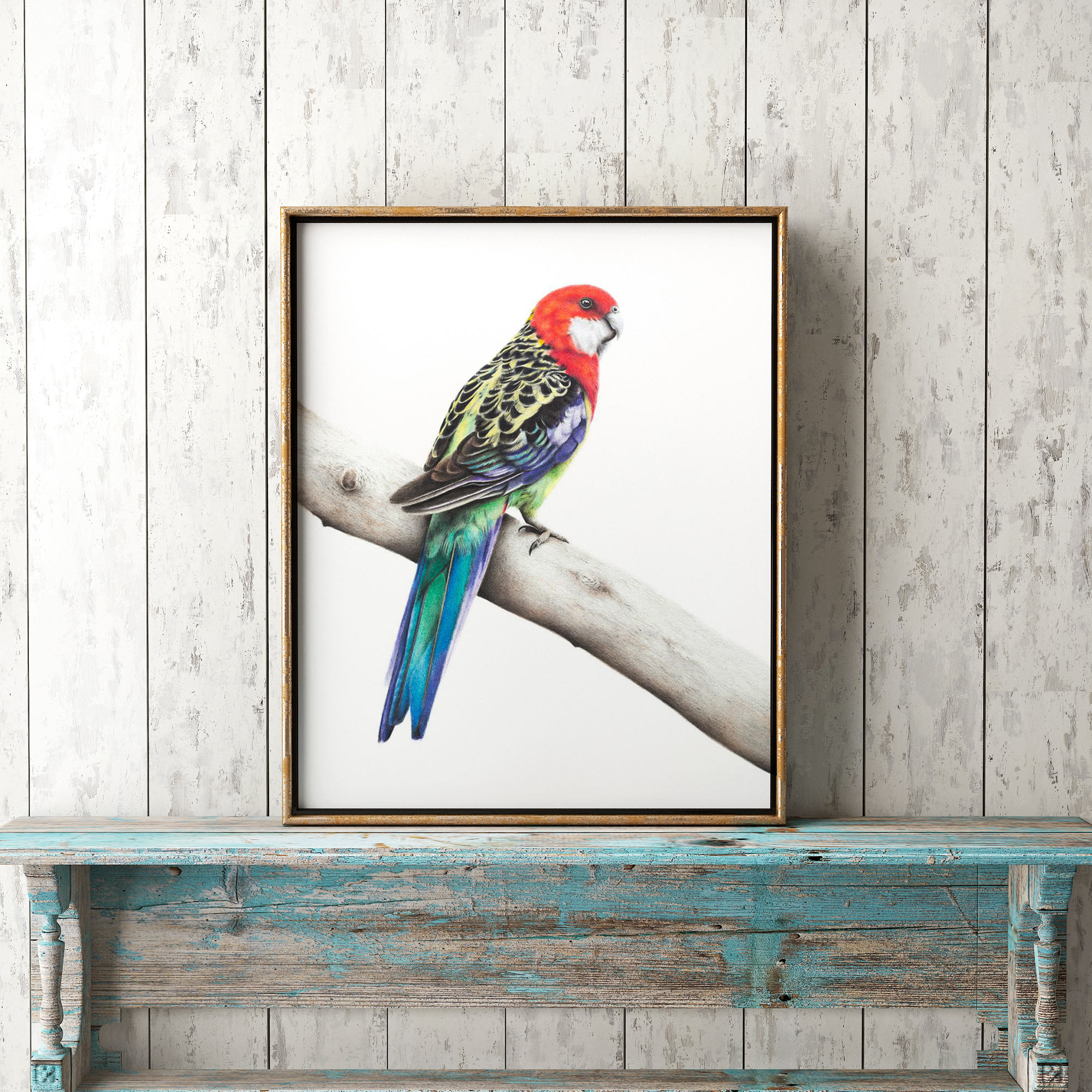 Eastern Rosella Fine Art Print
