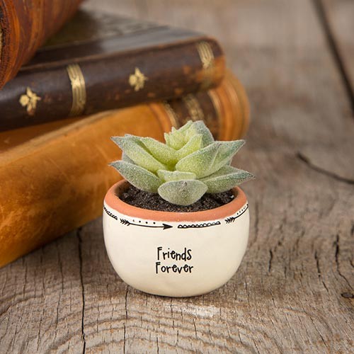 SUCCULENT TERRACOTTA FRIENDS