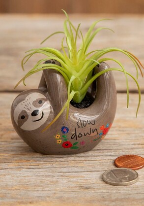 SUCCULENT CRITTER GREY SLOTH