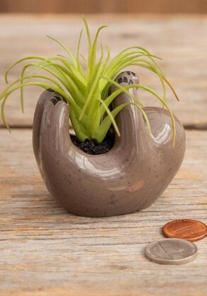 SUCCULENT CRITTER GREY SLOTH