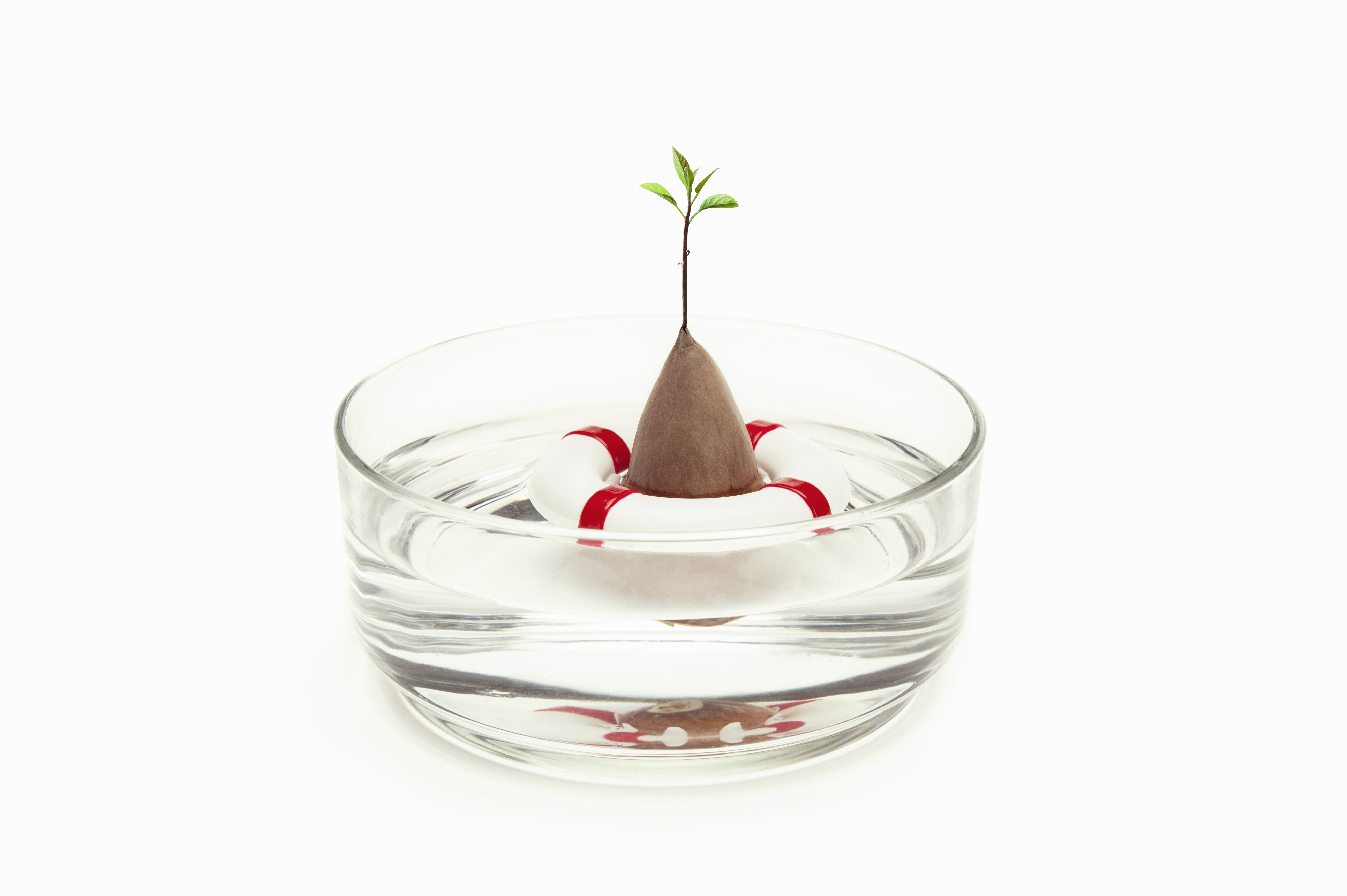 Seed Guard - Seed Growing Device