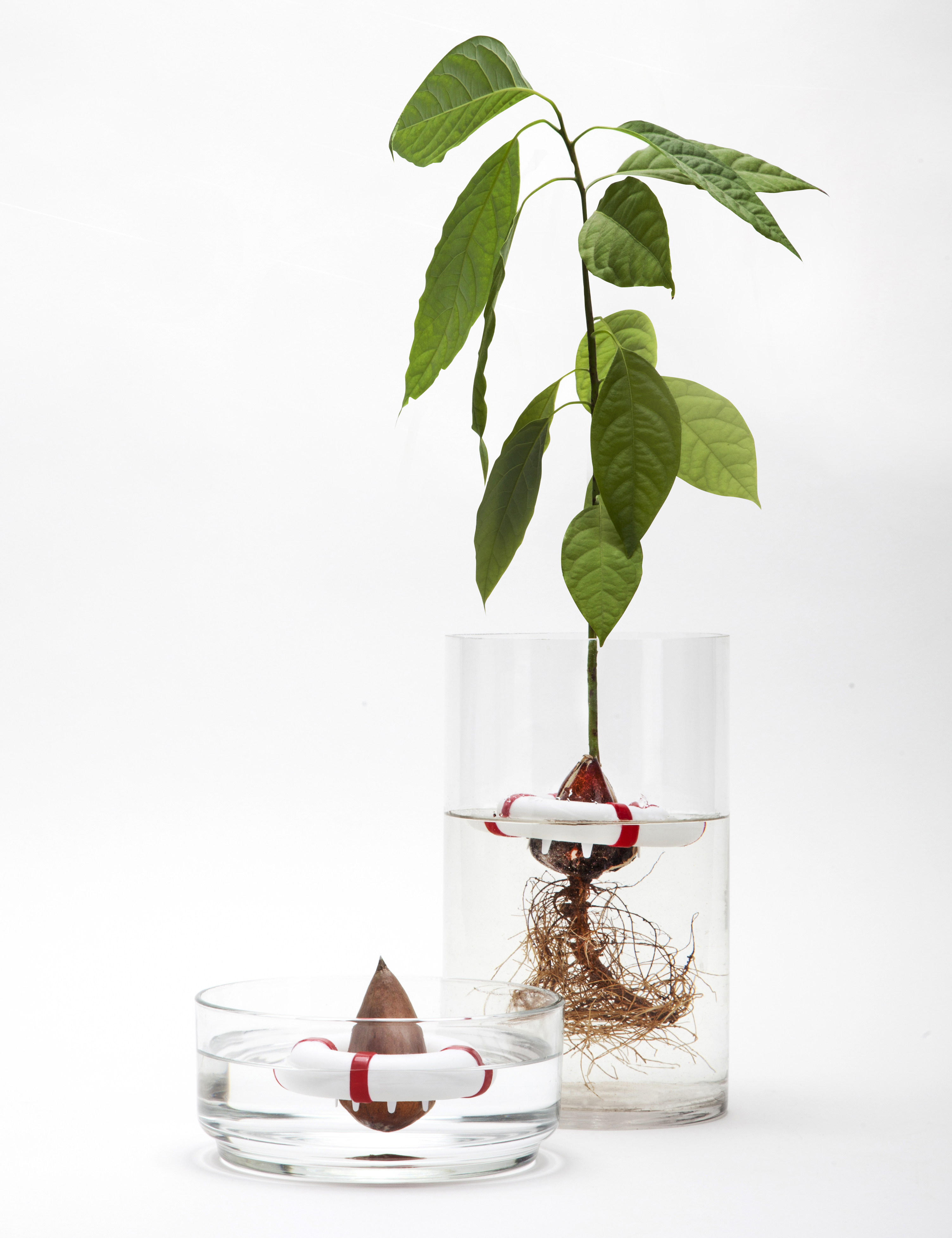 Seed Guard - Seed Growing Device