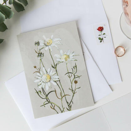 White Collection Boxed Cards