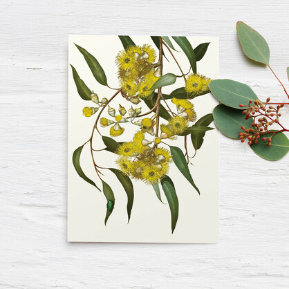 Eucalyptus Boxed Cards