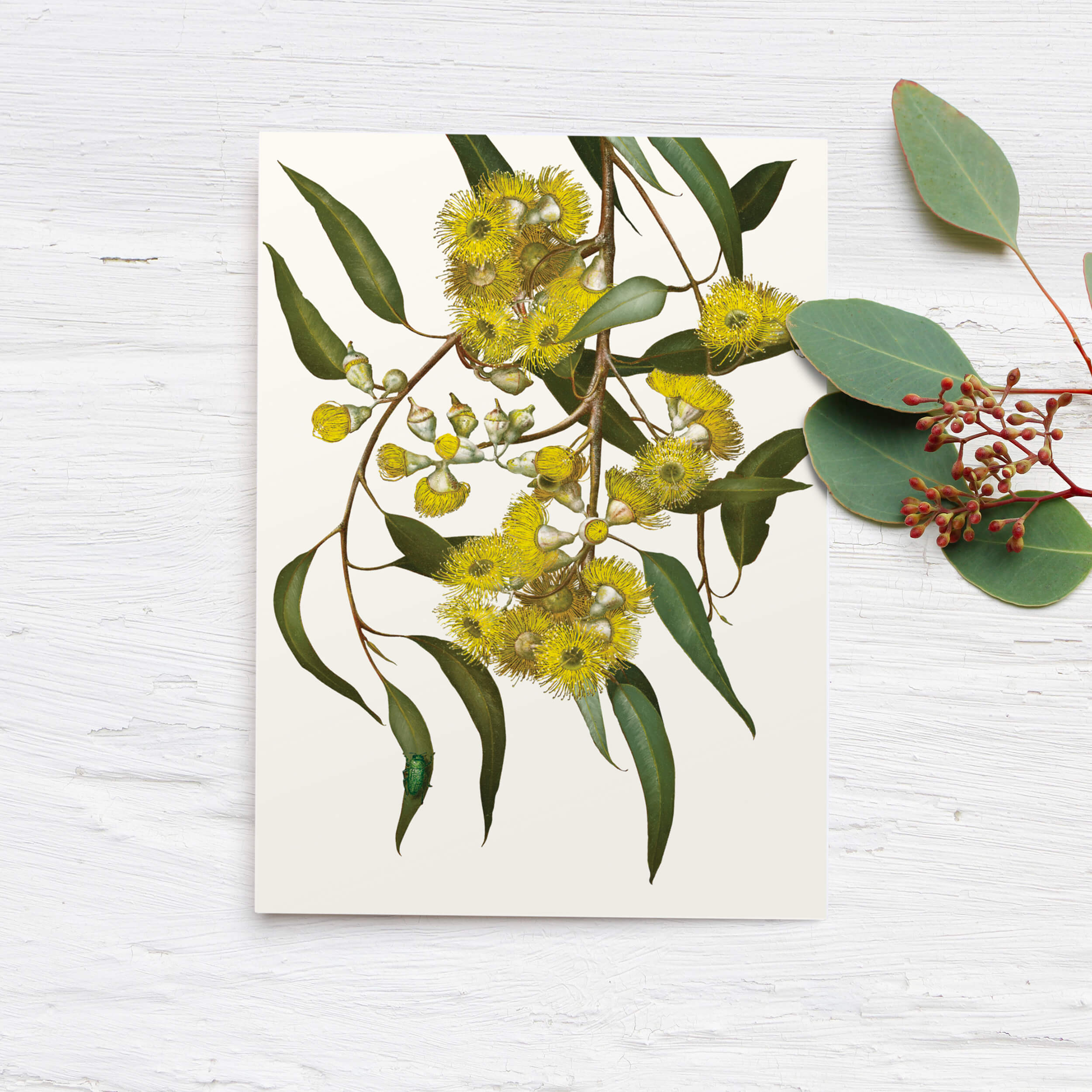 Eucalyptus Boxed Cards
