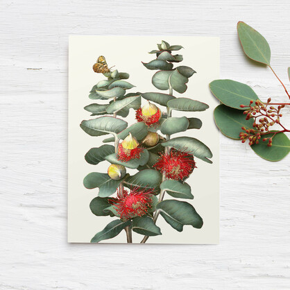 Eucalyptus Boxed Cards