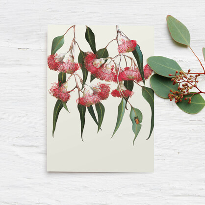 Eucalyptus Boxed Cards