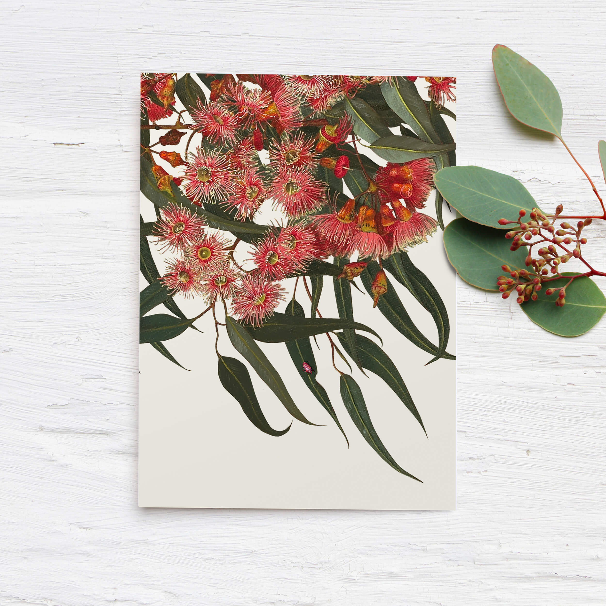 Eucalyptus Greeting Card - Coral Gum