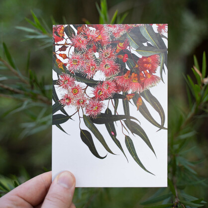 Eucalyptus Greeting Card - Coral Gum