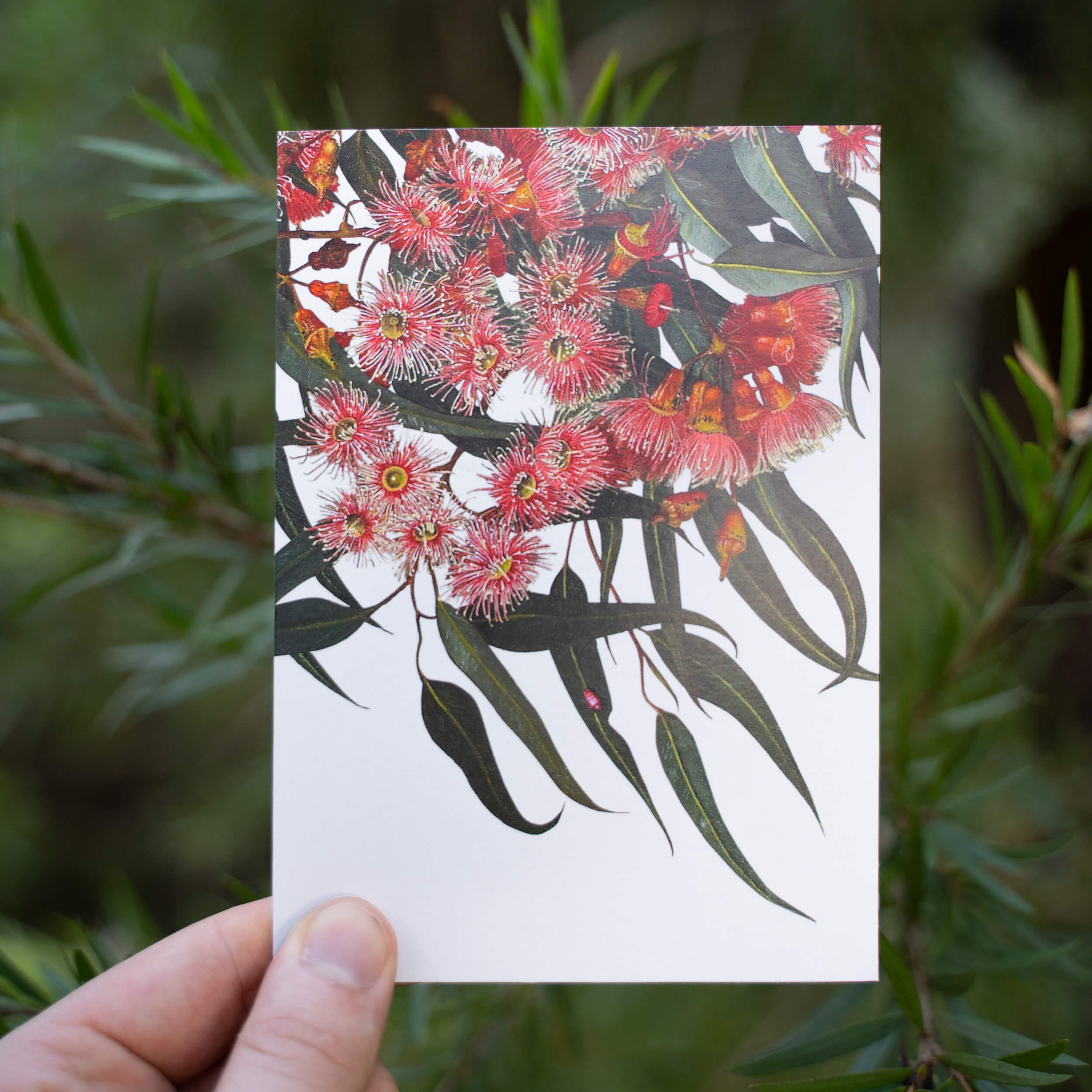 Eucalyptus Greeting Card - Coral Gum