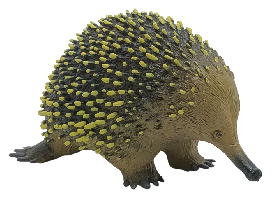 Wholesale 75456: Echidna Large - Science and Nature - Fieldfolio