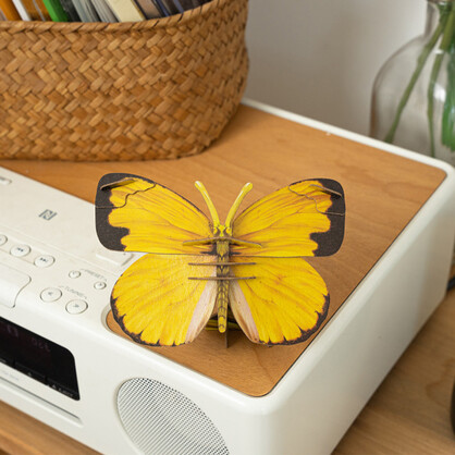 74208: MB Common Grass Yellow