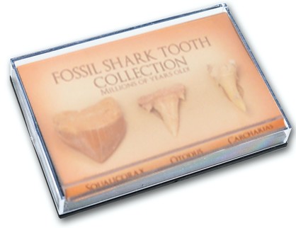 3152: Fossil Shark Teeth Collection Pack