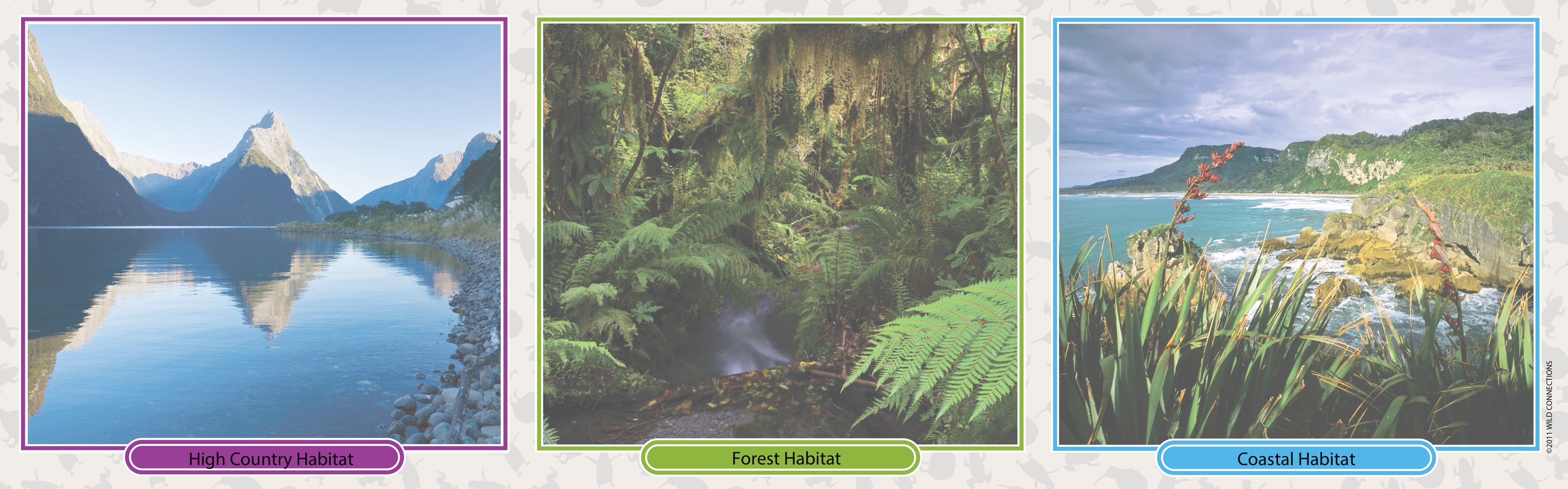 8209: New Zealand Menagerie Game