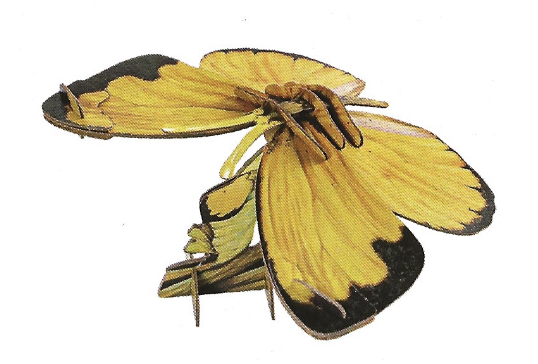 74208: MB Common Grass Yellow