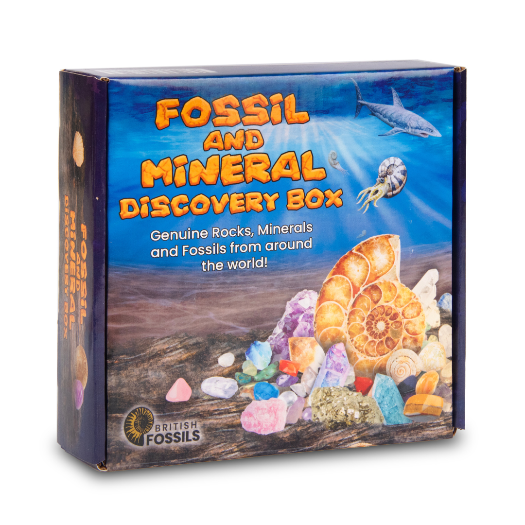 3250: Fossil and Mineral Discovery Box
