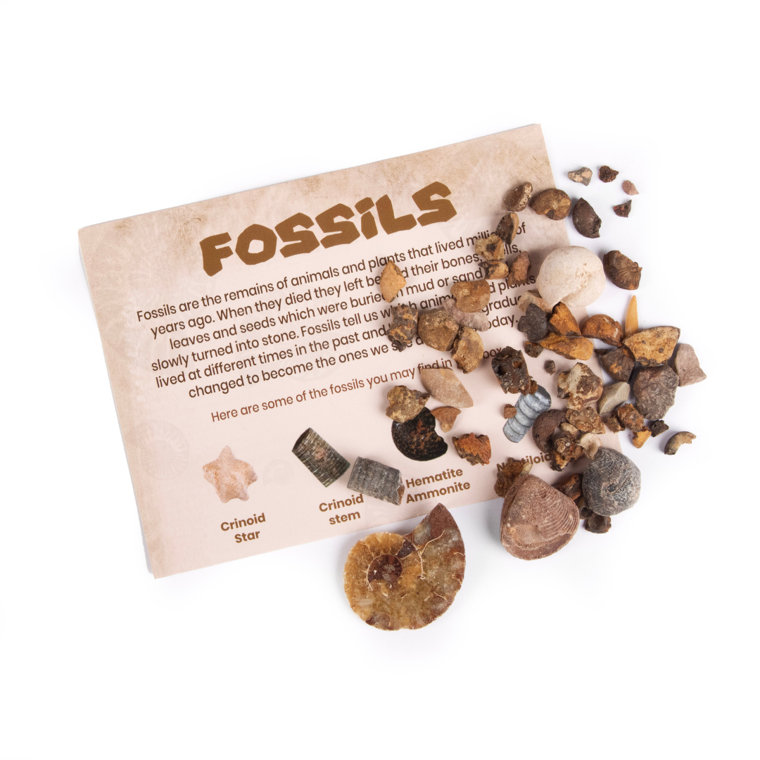 3250: Fossil and Mineral Discovery Box