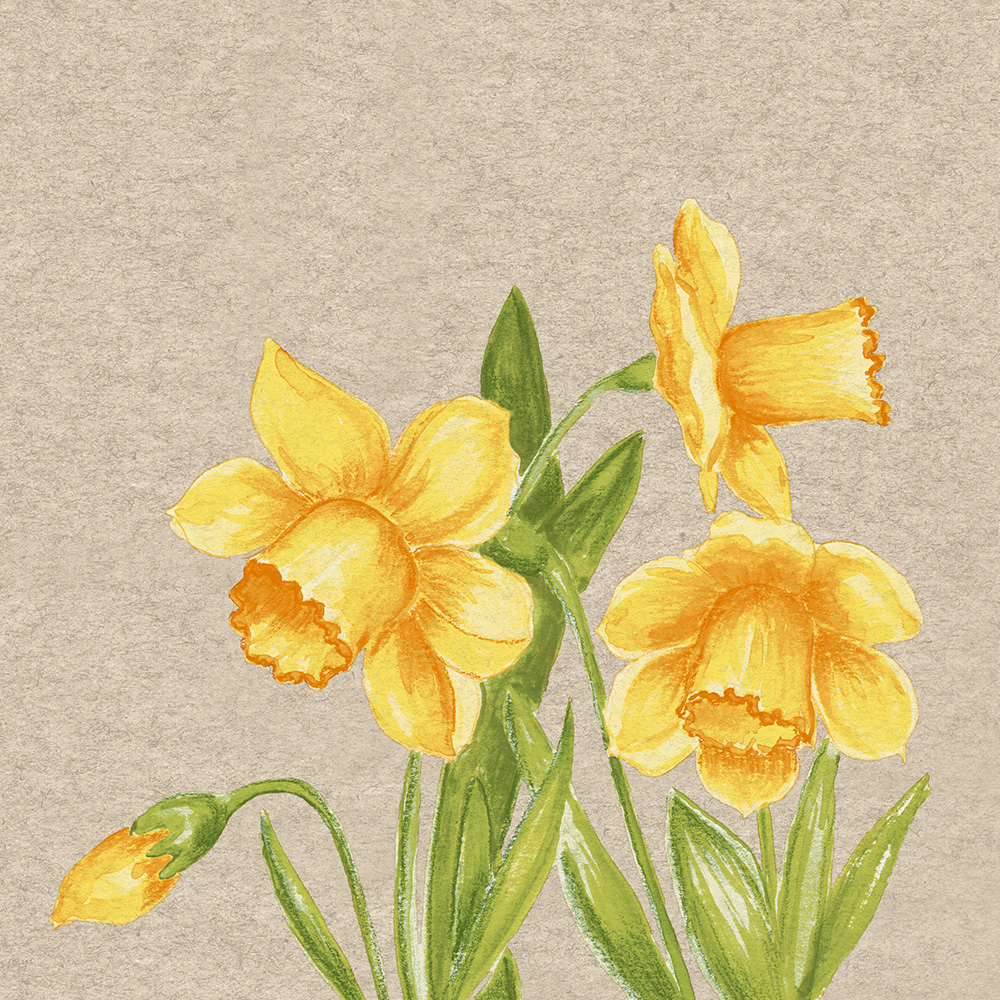 Cocktail - Daffodil WX205040