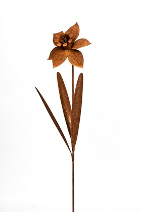 Stake Daffodil Rust>