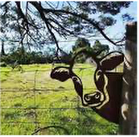 Y24Cow1038 Peeping Laser Cut Cow Metal Fence Art