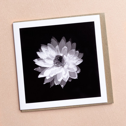 Everlasting Daisy - Greeting Card