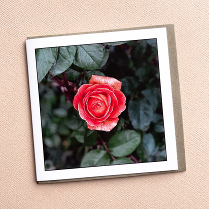 Rose - Greeting Card