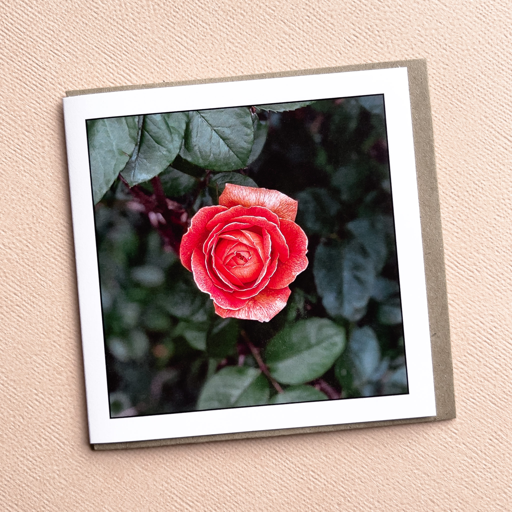 Rose - Greeting Card